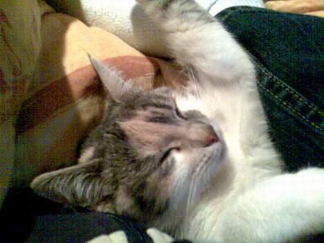 Huskat Bounty billede 11