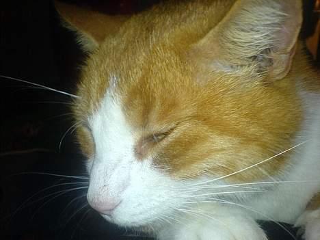 Huskat dexter  R.I.P billede 12