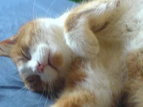 Huskat dexter  R.I.P billede 13