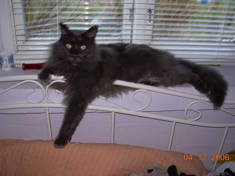 Maine Coon Mums DØD - her kan i se hvor doven han er billede 1