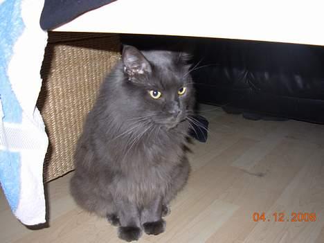 Maine Coon Mums DØD billede 2