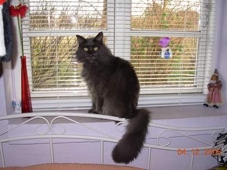 Maine Coon Mums DØD billede 3