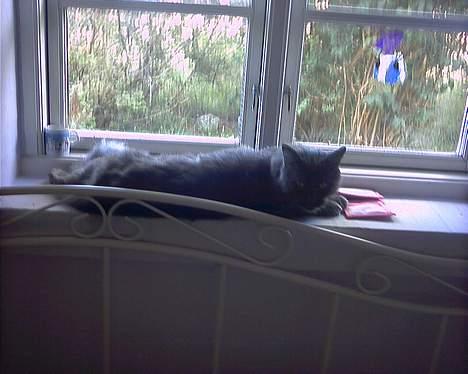 Maine Coon Mums DØD - Han er en rigtig hygge mis billede 4