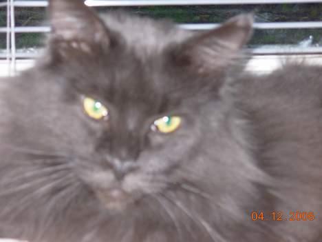 Maine Coon Mums DØD billede 5