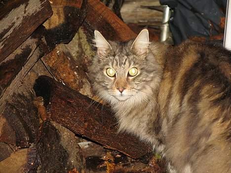 Maine Coon Thor - thor<3 billede 12