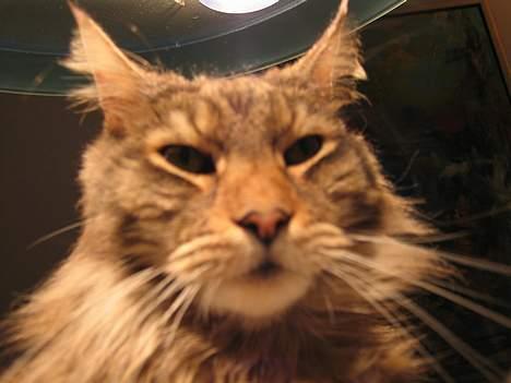 Maine Coon Thor - Lækre løve billede 13