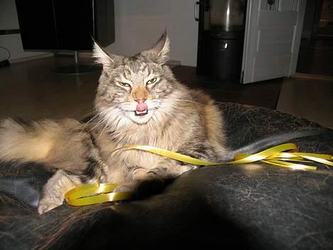 Maine Coon Thor - "Jaja, jeg skal da lige nå at gøre mig lækker, før i bare tar´ billedet!" billede 14