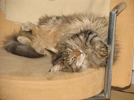 Maine Coon Thor - Tja, det er nok Thors yndlings sted at sove.. billede 15
