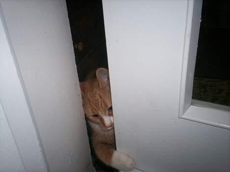 Blanding af racer Basse * død * - Basse d. 4/12 <3 billede 2