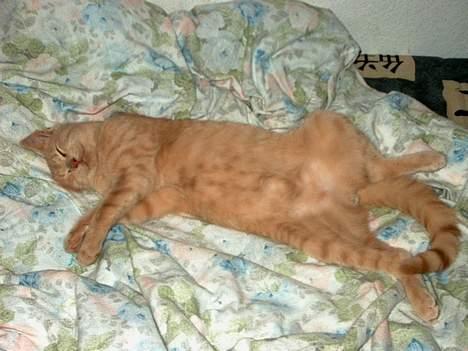 Huskat Tigger - Nyder man livet, eller nyder man livet? :) *Nyt* billede 16