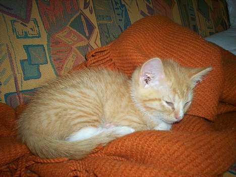 Blanding af racer Basse * død * - Basse da jeg lige havde fået ham <3 ( Taget d. 8/10 ) billede 8