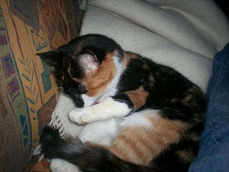 Blanding af racer Trolle billede 11