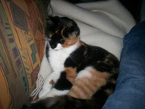 Blanding af racer Trolle billede 12