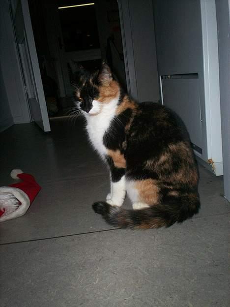 Blanding af racer Trolle billede 13