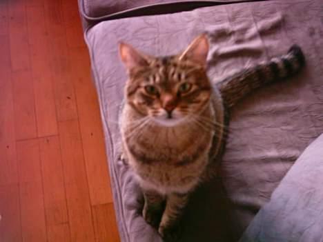 Huskat Miss Gurli margrethe (DØD - min gamle flamme rasmus billede 3