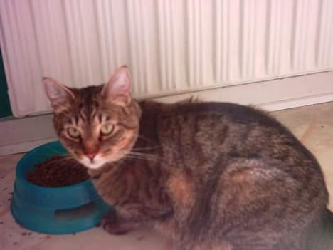 Huskat Miss Gurli margrethe (DØD - rasmus igen.. billede 4