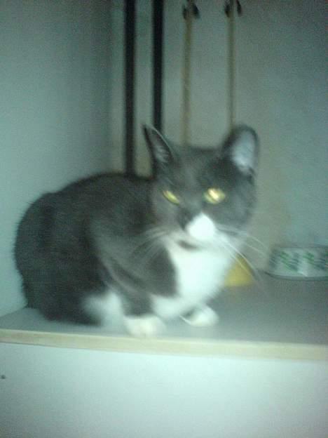 Huskat Miss Gurli margrethe (DØD - mon der er en lillemus derovre billede 5