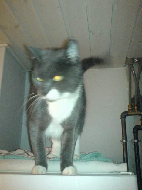 Huskat Miss Gurli margrethe (DØD - øv...nej..var bare charlie, den irriterende køter billede 6