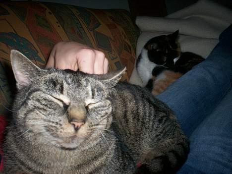 Blanding af racer Fenja! *Død/Forsvundet* billede 9