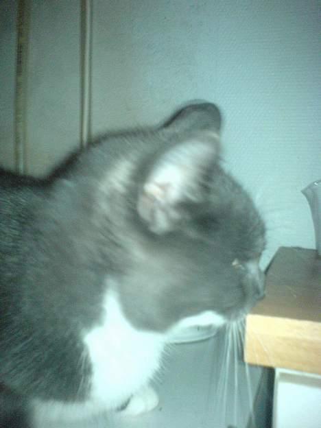 Huskat Miss Gurli margrethe (DØD - har du ik fået nok fotos af mig nu??? billede 7