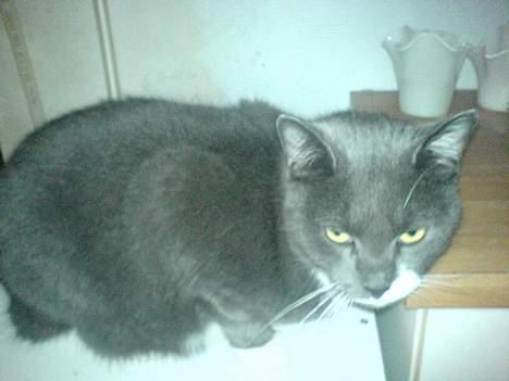 Huskat Miss Gurli margrethe (DØD - hva med og gi mig noget mad istedenfor....ka du ik se jeg er ved at dø af sult...g billede 8