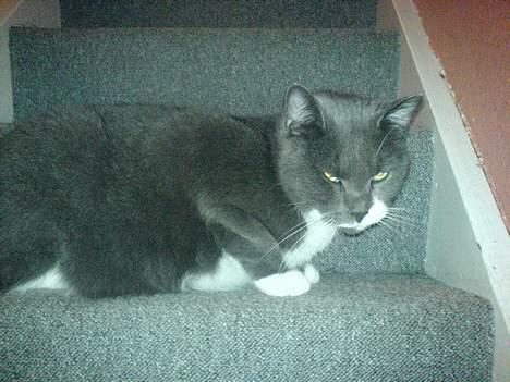 Huskat Miss Gurli margrethe (DØD - ej...alzå den der dumme hund blir ved....jeg er smuttet billede 9