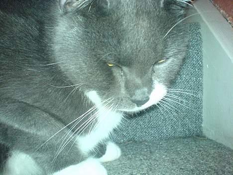 Huskat Miss Gurli margrethe (DØD - hvis jeg nu lukker mine øjne så ka du ik se mig...g billede 10