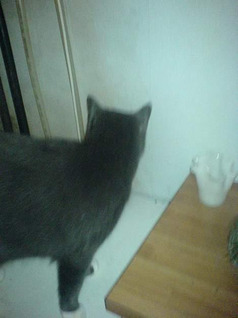 Huskat Miss Gurli margrethe (DØD - så det godt...nu gider jeg bare ik mer...jeg flytter...gg billede 11