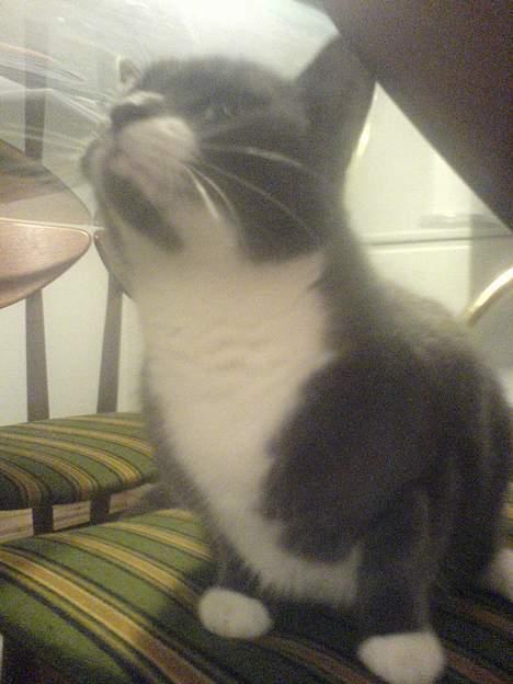 Huskat Miss Gurli margrethe (DØD - oki..du er tilgivet...s billede 12