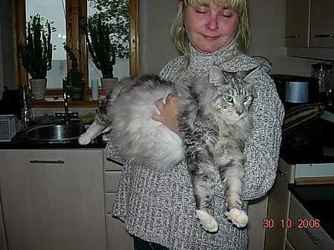 Maine Coon DK coon Vally`s Alaska - her holder mormor mig=) mums dejligt=) billede 13