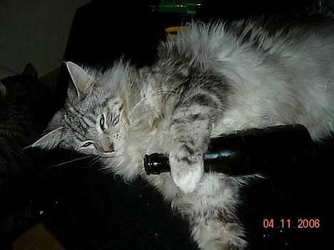 Maine Coon DK coon Vally`s Alaska - mums det var dejligt med en øl,=) billede 14