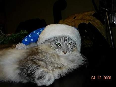 Maine Coon DK coon Vally`s Alaska - nu er det min første jul, og den skal jo nydes, med fest, så skulle lige havde en fin hue på=)  billede 15