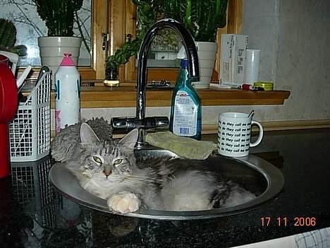 Maine Coon DK coon Vally`s Alaska - jeg går op i vasken når jeg vil i bad=) billede 17
