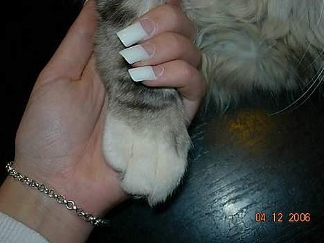 Maine Coon DK coon Vally`s Alaska - de er så store, mine poter, synes "mor" forhold til hendes hænder ja=) billede 18