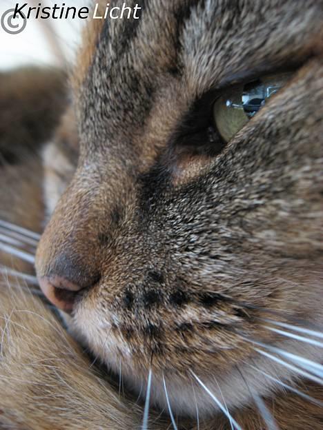 Huskat Miis (: - ikke så tæt på med kameraet ! © Kristine Licht (mig) billede 16
