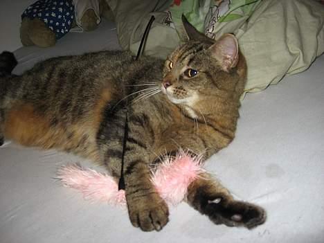 Huskat Miis (: - ´ Så er byttet nedlag ´ xb © Kristine Licht (mig) billede 17