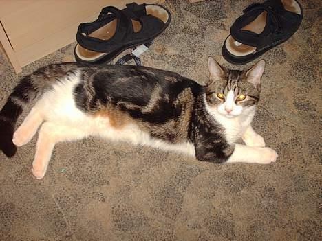 Huskat Pjevs - Grrr, herren over sandalerne billede 2