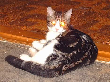 Huskat Pjevs - Spooky eyes :P billede 3