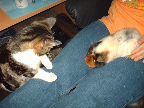 Huskat Pjevs - Heeeeeej coco! billede 4