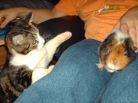 Huskat Pjevs - Hey! Nu er det altså snart min tur til at blive nusset... Smut eller du får et dask billede 5