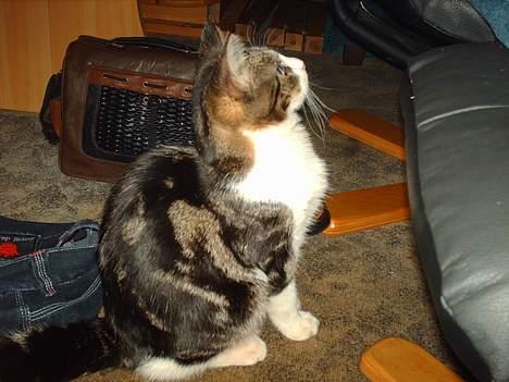 Huskat Pjevs - Årh altså moaar... jeg er her også billede 6