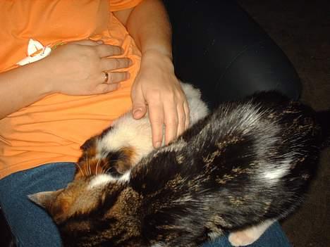 Huskat Pjevs - See vi kan begge to være her billede 7