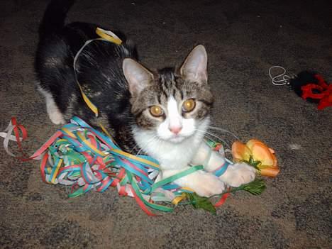 Huskat Pjevs - Jeg laver i hvert fald ikke ballade billede 9