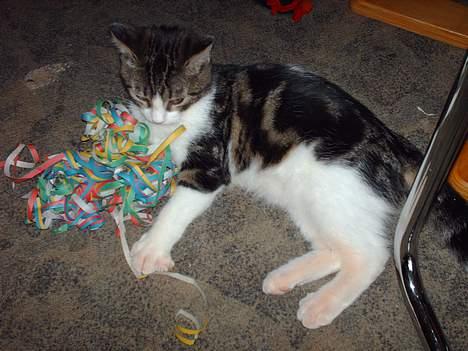 Huskat Pjevs - Så mange fine farver... og det er MIT! billede 10