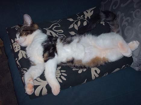 Huskat Pjevs - Ligner en der skal tisse i søvne :P billede 11