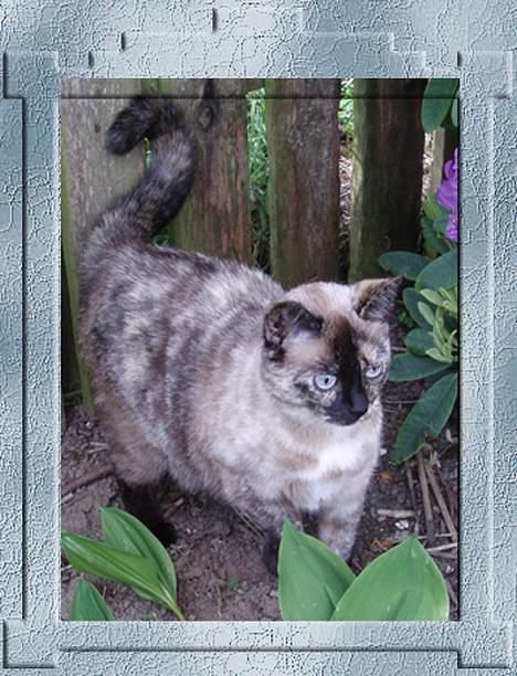 Blanding af racer Misse Møghe. - Hej, velkommen til min profil. billede 1