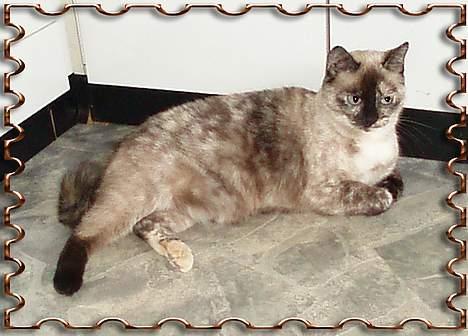 Blanding af racer Misse Møghe. - Miss Amtoft 2006.  billede 3