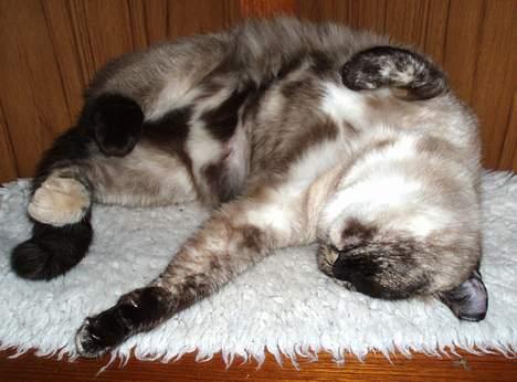 Blanding af racer Misse Møghe. - SPLAT... billede 4