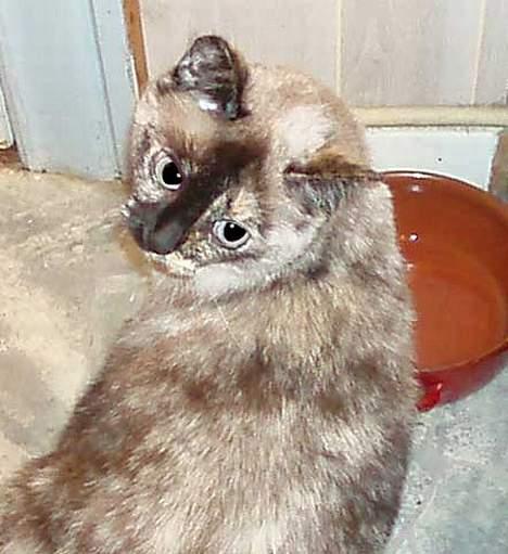 Blanding af racer Misse Møghe. - "Så giv mig dog noget vand..!" billede 11