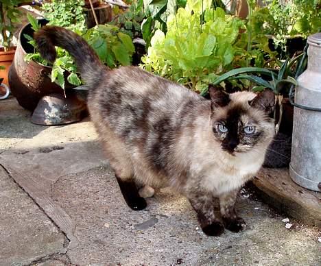 Blanding af racer Misse Møghe. - "Nu har jeg tid til at komme ind, mor." billede 15